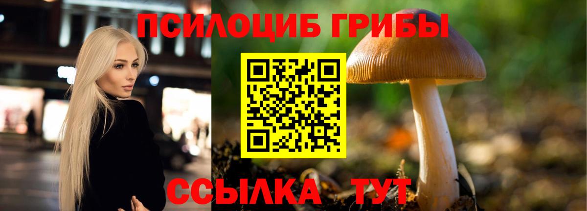 Псилоцибиновые грибы Psilocybe Сертолово